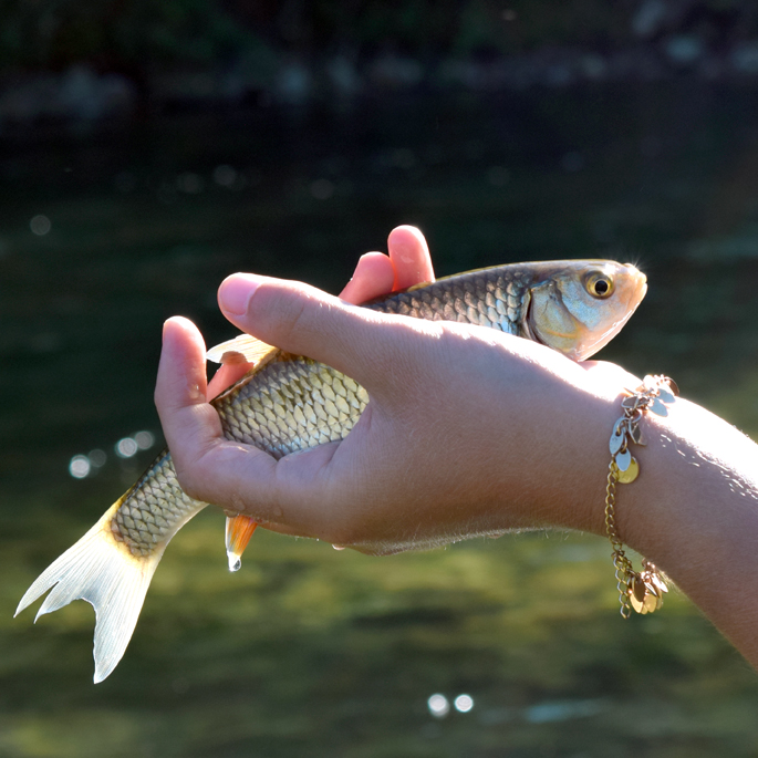 peche-poisson-blanc-chevesne-tanche-aveyron