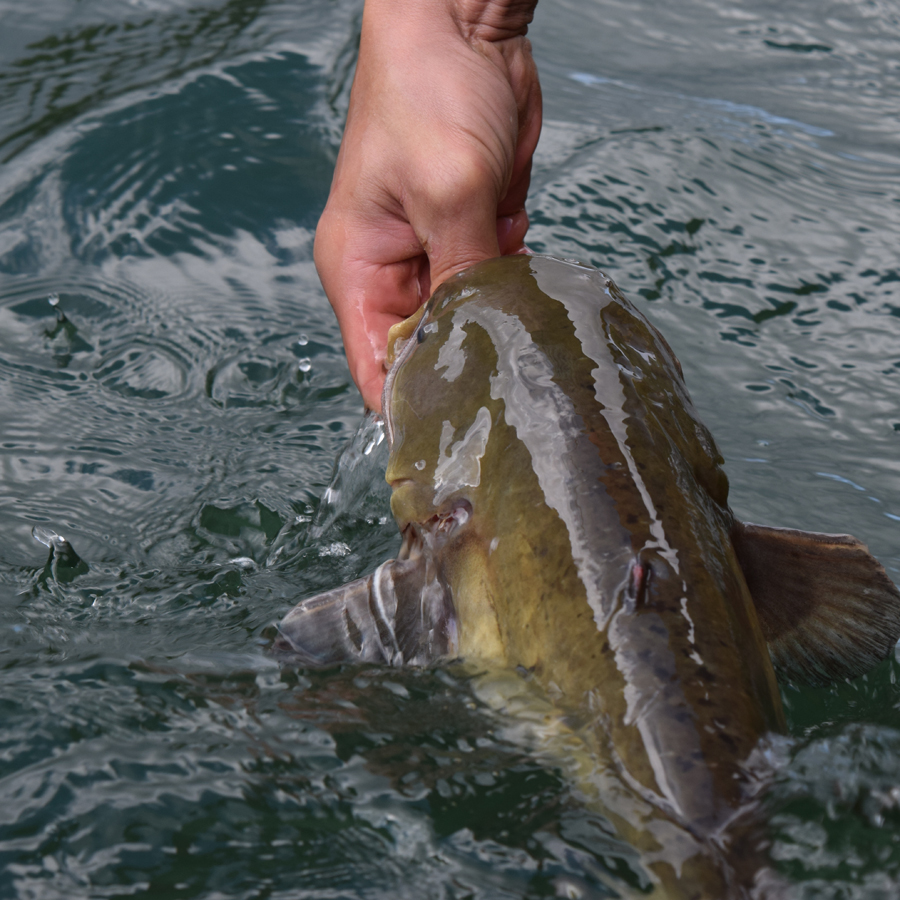 silure-peche-aveyron-tarn