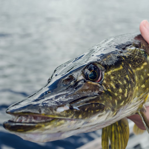 brochet-peche-carnassier-aveyron