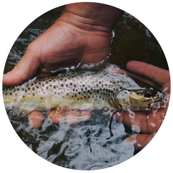 Pêcher des truites sauvages - Pêche Aveyron